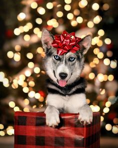 a dog with a red bow on its head sitting in front of a christmas tree