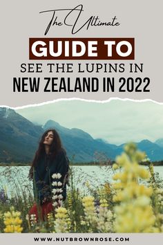 the ultimate guide to see the lupins in new zealand