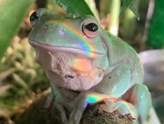 a green frog sitting on top of a rock next to a plant with leaves in the background