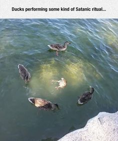 ducks are swimming in the water near some rocks