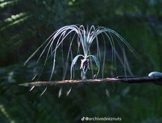 a small bird sitting on top of a tree branch