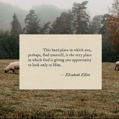 two sheep grazing in a field with a quote on it