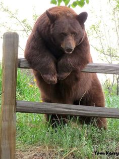 a large brown bear sitting on top of a wooden bench next to grass and trees