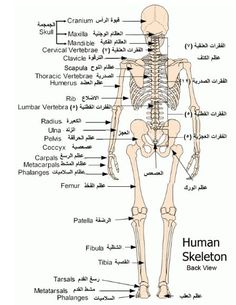 the human skeleton and its major skeletal systems is shown in this diagram, with labels on each