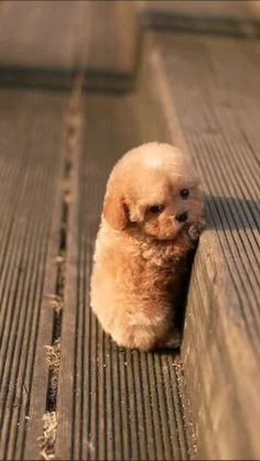 a small brown dog sitting on top of a wooden floor next to a wall and looking at the camera