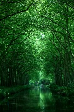 a river running through a lush green forest filled with lots of leaf covered trees on both sides