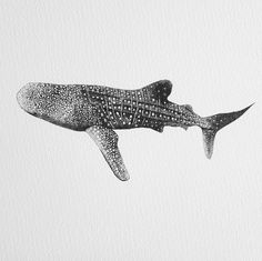 a black and white drawing of a whale with spots on it's back end