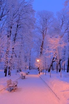 a park bench covered in snow next to trees and street lights at night with pink light