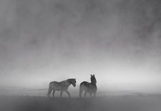 two horses are standing in the foggy field