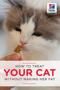 Cat Reaction Pictures Cute, Cats Tips, Cute Cat Costumes, Cute Cat Sleeping, Cute Cat Names, Cat Tattoo Simple, Cute Cat Tattoo