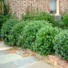 the bushes are growing along the side of the brick building and next to the fire hydrant