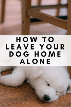 How To Leave Your Dog Home Alone Yorkie Puppies, Dog Home, Calm Dogs, Animals Pictures, Do's And Don'ts, Purebred Dogs, Rescue Dog