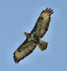 a large bird flying through the air with it's wings spread