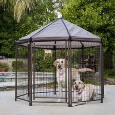 two dogs in a dog kennel outside