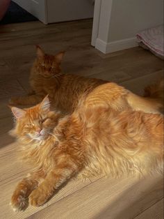 an orange cat laying on top of a wooden floor