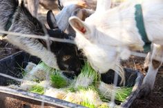 two goats are eating grass from a trough