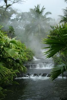 a river surrounded by lush vegetation and trees