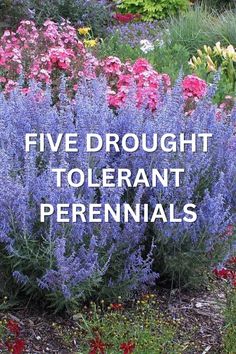 the words five drought tolerant perennials in front of colorful flowers