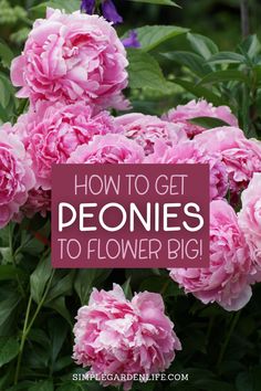 pink flowers with the words how to get peonies to flower big