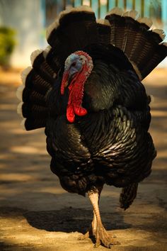 a large black turkey standing on the ground