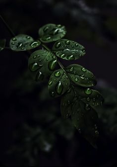 a green leaf with water drops on it