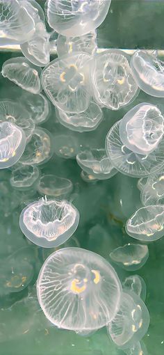 many jellyfish floating in the water near each other