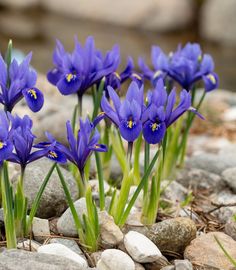 some purple flowers are growing out of the rocks