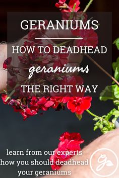 red flowers with the text geraniums how to deadhead geraniums the right way