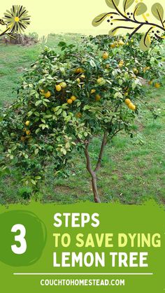 revive lemon tree Growing Cilantro, Lemon Trees, Lemon Tree, Fruit Trees, Garden And Yard, How To Find Out, Lemon, Trees, Plants