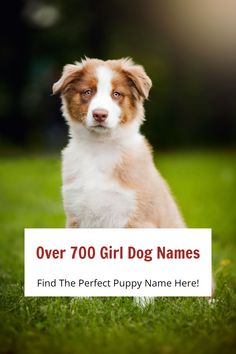 A cute puppy with overlay text "over 700 girl dog names," providing a comprehensive dogs names list with the best female dog names and cute puppy names. Unique Girl Dog Names List, Western Girl Dog Names, Female Puppy Names Unique, Cute Dog Names Female, Names Female Unique, Pet Names For Girls, Puppy Names Female, Female Puppy Names, Best Girl Dog Names