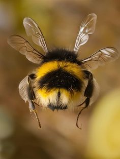 a close up of a bee with yellow and black stripes on it's head