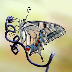 a butterfly sitting on top of a metal object