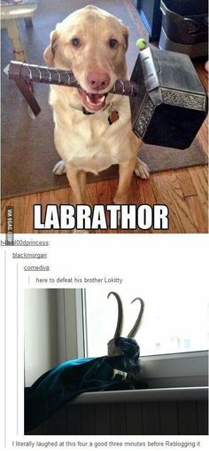 a dog is holding an object in its mouth and the caption says labbrathor