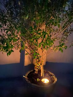 a small tree is lit up in a bowl with some plants growing out of it