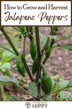 how to grow and harvest jalapeno peppers from the ground up with text overlay