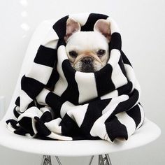 a small dog wrapped in a black and white blanket sitting on a chair with its eyes closed