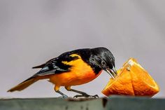 a black and orange bird eating an orange slice