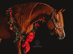 a brown horse wearing a christmas wreath on it's head with red ribbons around its neck