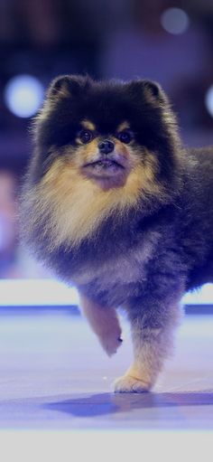 a small dog standing on top of a blue floor