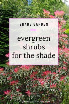 Shade Garden: Evergreen Shrubs For The Shade Evergreen Shrubs For Shade, Garden Tutorials, Evergreen Bushes, Shrubs For Shade, Evergreens For Shade, Kalmia Latifolia, August Garden, Evergreen Bush, Fast Growing Evergreens