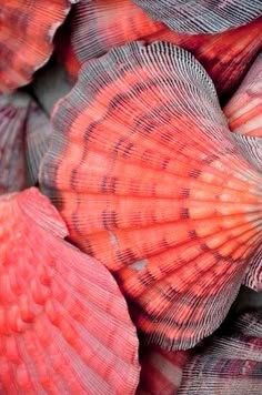 an image of colorful seashells that look like they are floating in the ocean