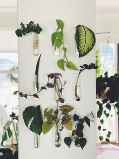 a white wall with plants hanging on it and the words, diy plant propaganda wall