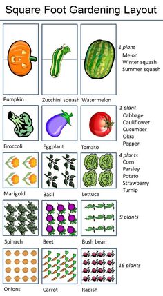 an image of square foot gardening layout