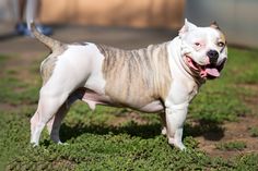 a white and brown dog standing on top of green grass