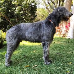 a large gray dog standing on top of a lush green field