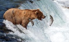 a brown bear standing on top of a waterfall with a fish in it's mouth