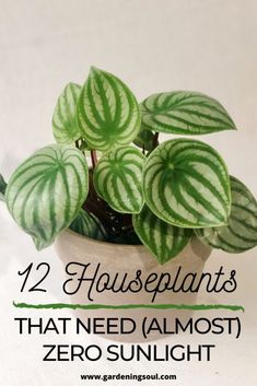 a potted plant with green and white leaves in it that says, 12 houseplants that need almost zero sunlight