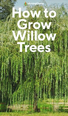 a willow tree with the words how to grow willow trees