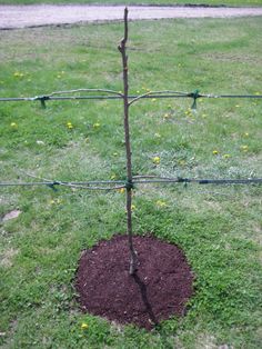 a small tree in the middle of a patch of dirt