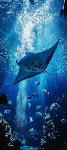 a manta ray swims through the water in front of other fish and corals